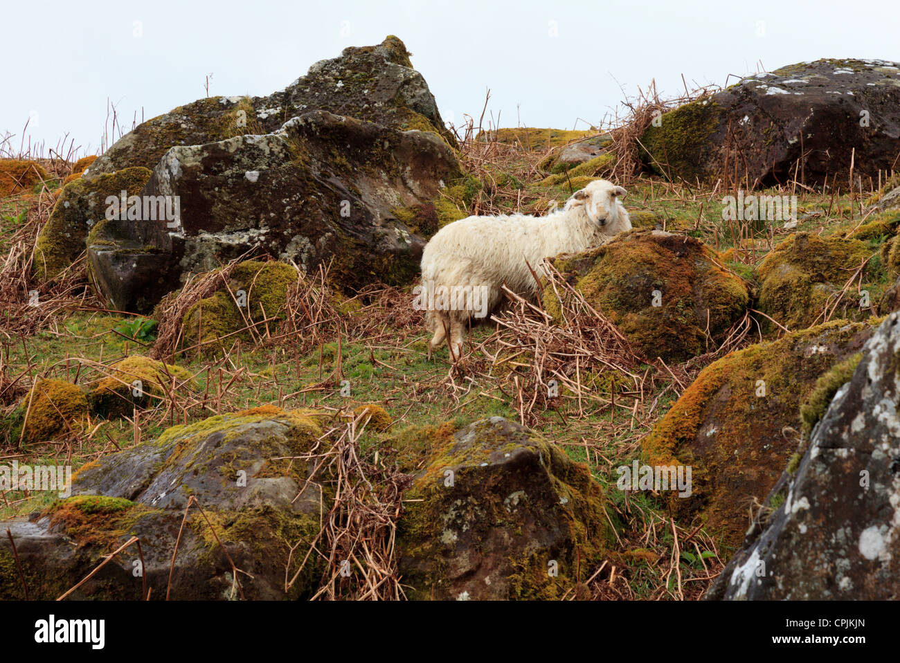 Schafe auf den Flanken des Cadair Idris Stockfoto