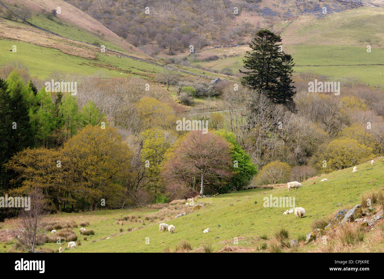 Schafe auf den Flanken des Cadair Idris Stockfoto