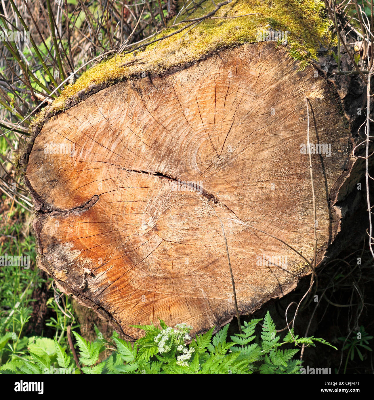 Kette Schnittholz Baumstumpf Stockfoto