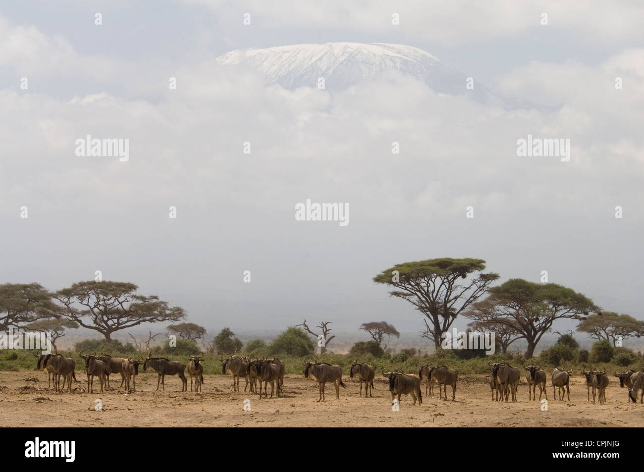 Herde von Gnus in Ebenen mit Mt. Kilimanjaro hinter Stockfoto