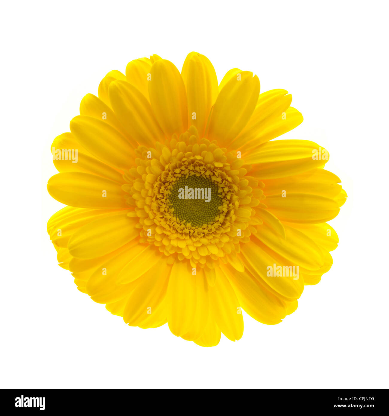 Eine Nahaufnahme von einer Gerbera auf weiß Stockfoto