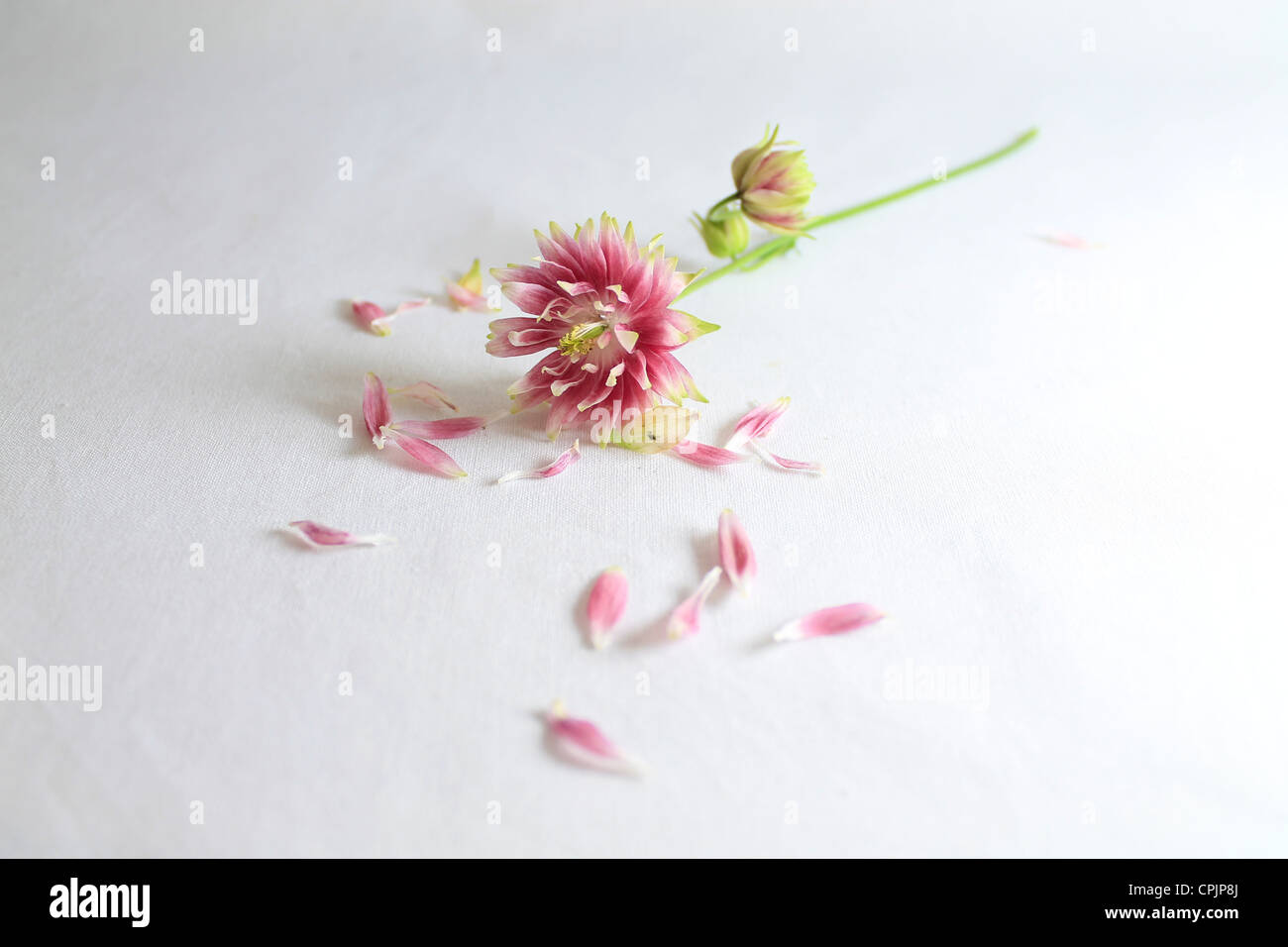 Zarte Wiesenblumen auf weißem Hintergrund. Stockfoto