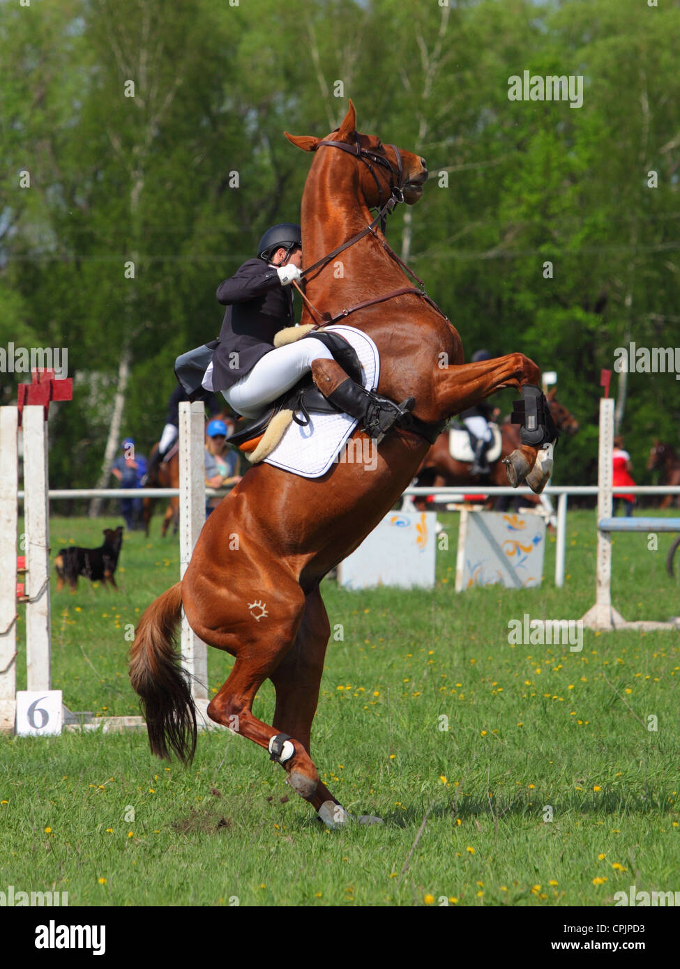 Aufzucht von Pferd und Reiter in einem springenden Feld Stockfoto