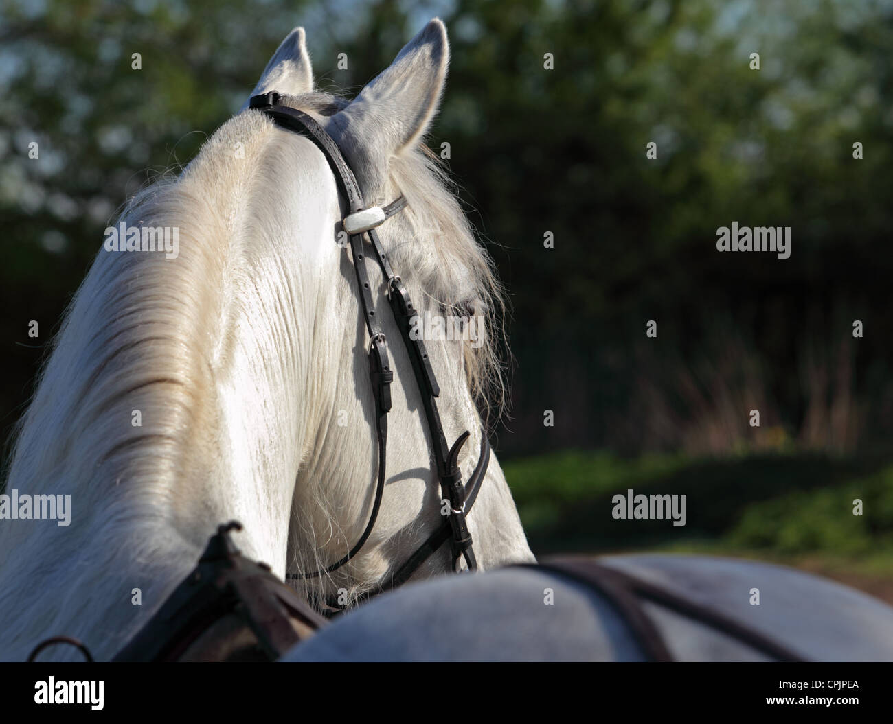 Kabelbaum Trotter Pferd Porträt im dunklen Hintergrund / Low Key Stockfoto