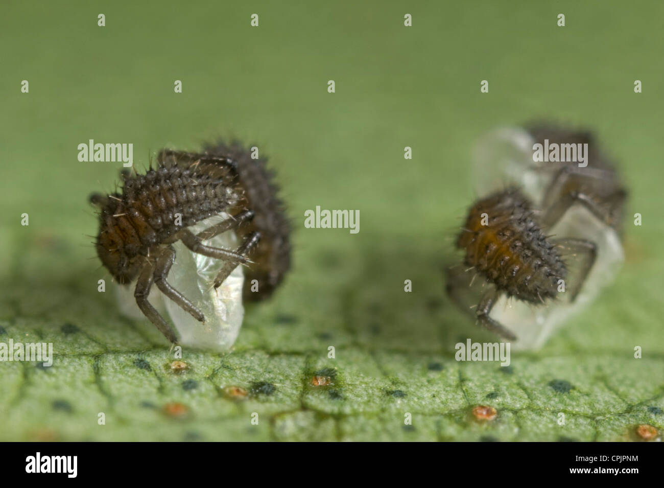 Frisch geschlüpfte Marienkäferlarven klammerte sich an ihren Eiern Stockfoto