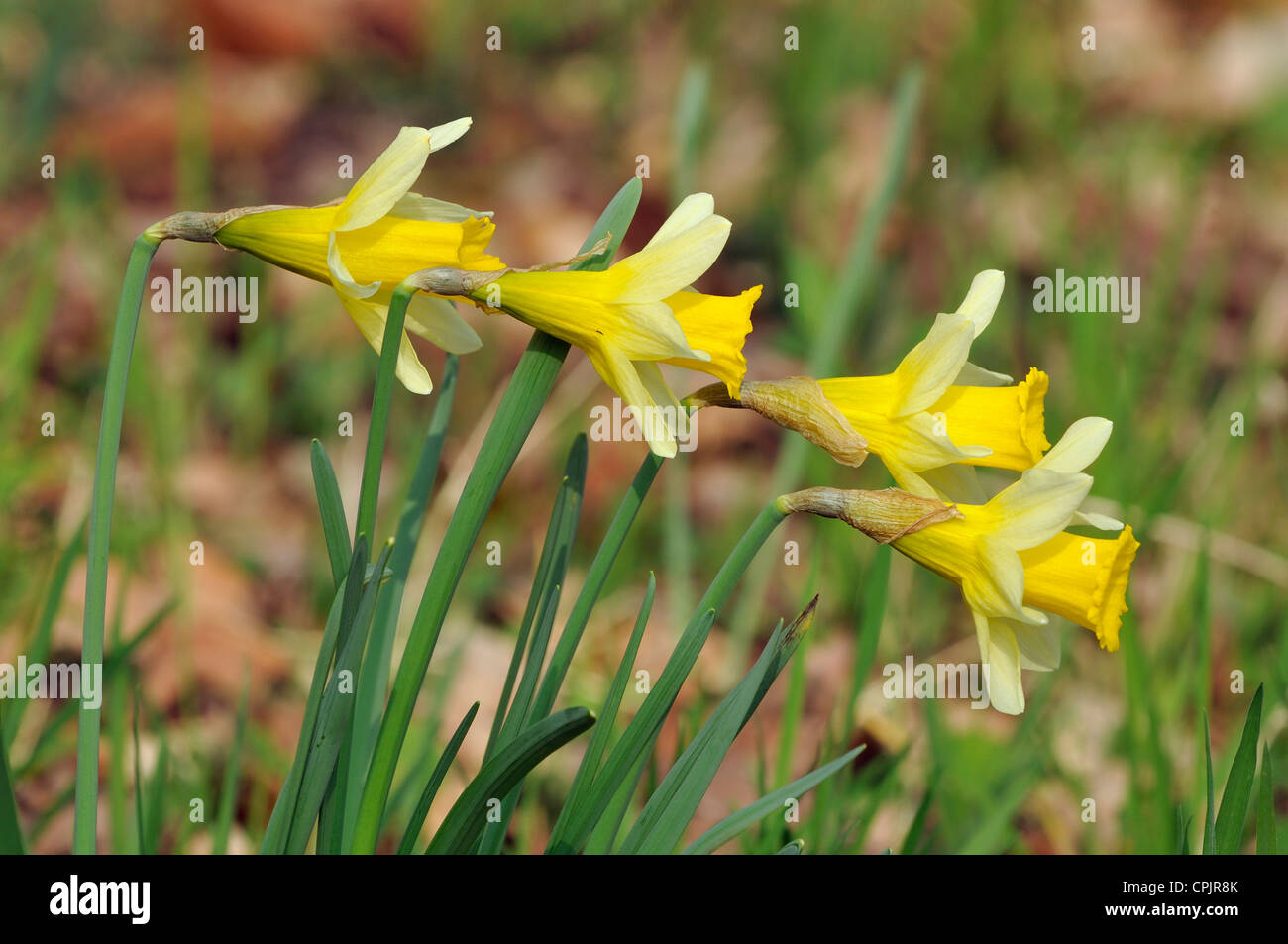 Vier wilde Narzissen - Narcissus Pseudonarcissus in Betty Dawes Holz Stockfoto