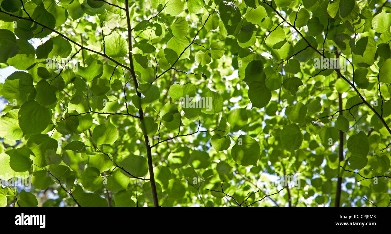 Grünen Limetten Blätter im Frühjahr - Hintergrund Stockfoto