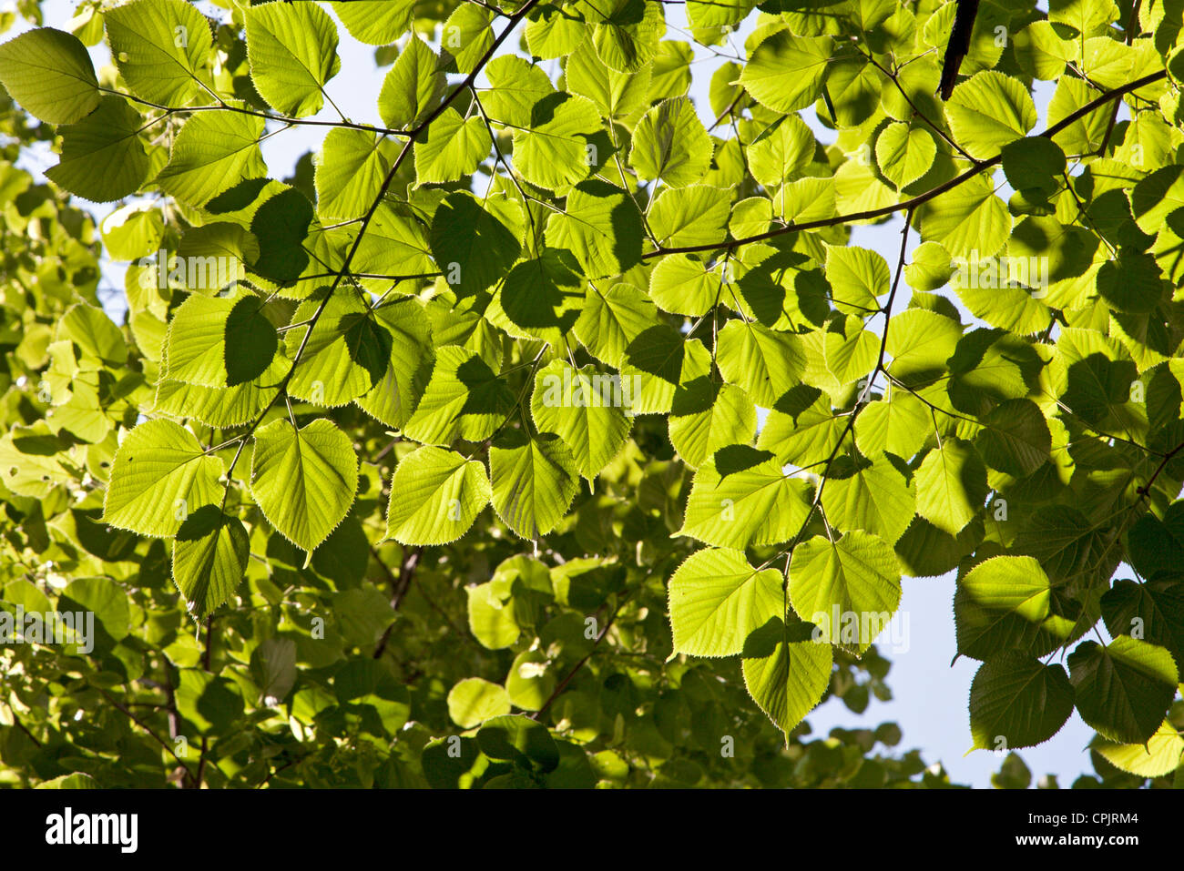 Grünen Limetten Blätter im Frühjahr - Hintergrund Stockfoto