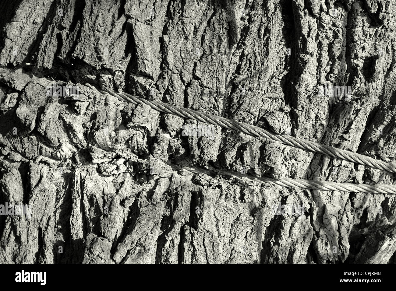 alte Kabel auf dem Baum Stockfoto