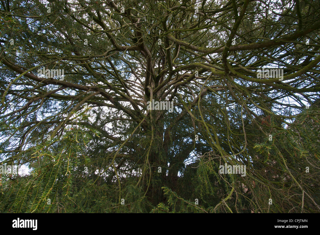 Ein Blick auf einen Baum in Lilleshall Abbey, Shropshire, UK. Die Ruinen des Augustiner Abtei aus dem 12. Jahrhundert. Stockfoto