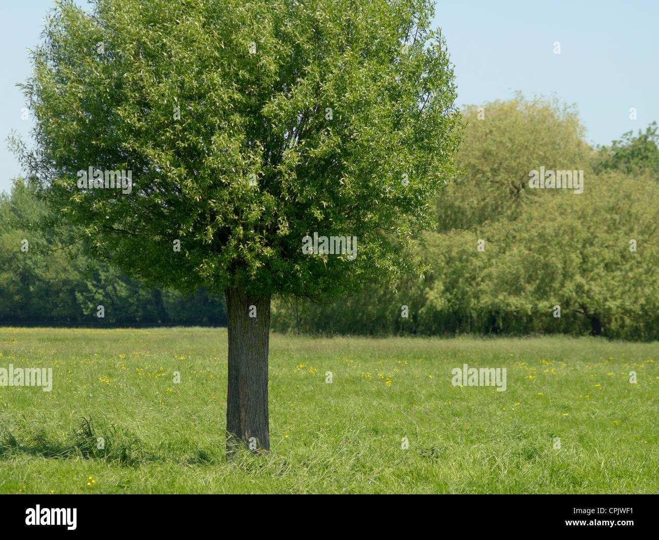 Ein einzelner Baum in einem Feld. Stockfoto