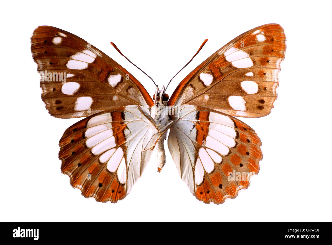 Isoliert (Limenetis Reducta) unten angegeben Stockfoto