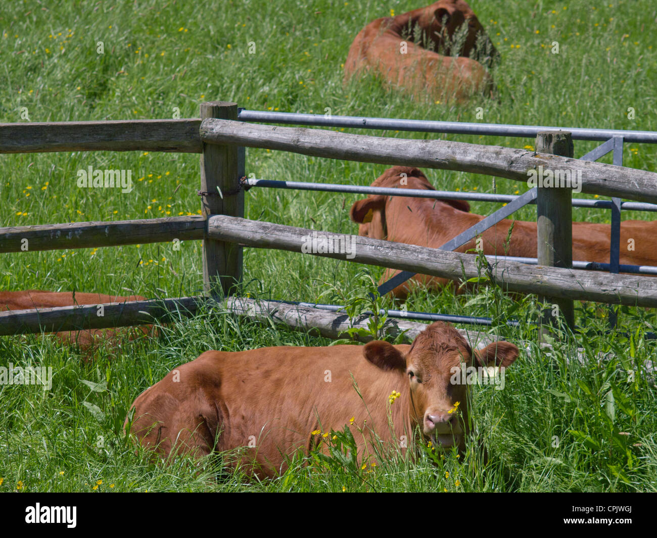 Kühe liegen in einem Bereich, mit einem Zaun. Stockfoto