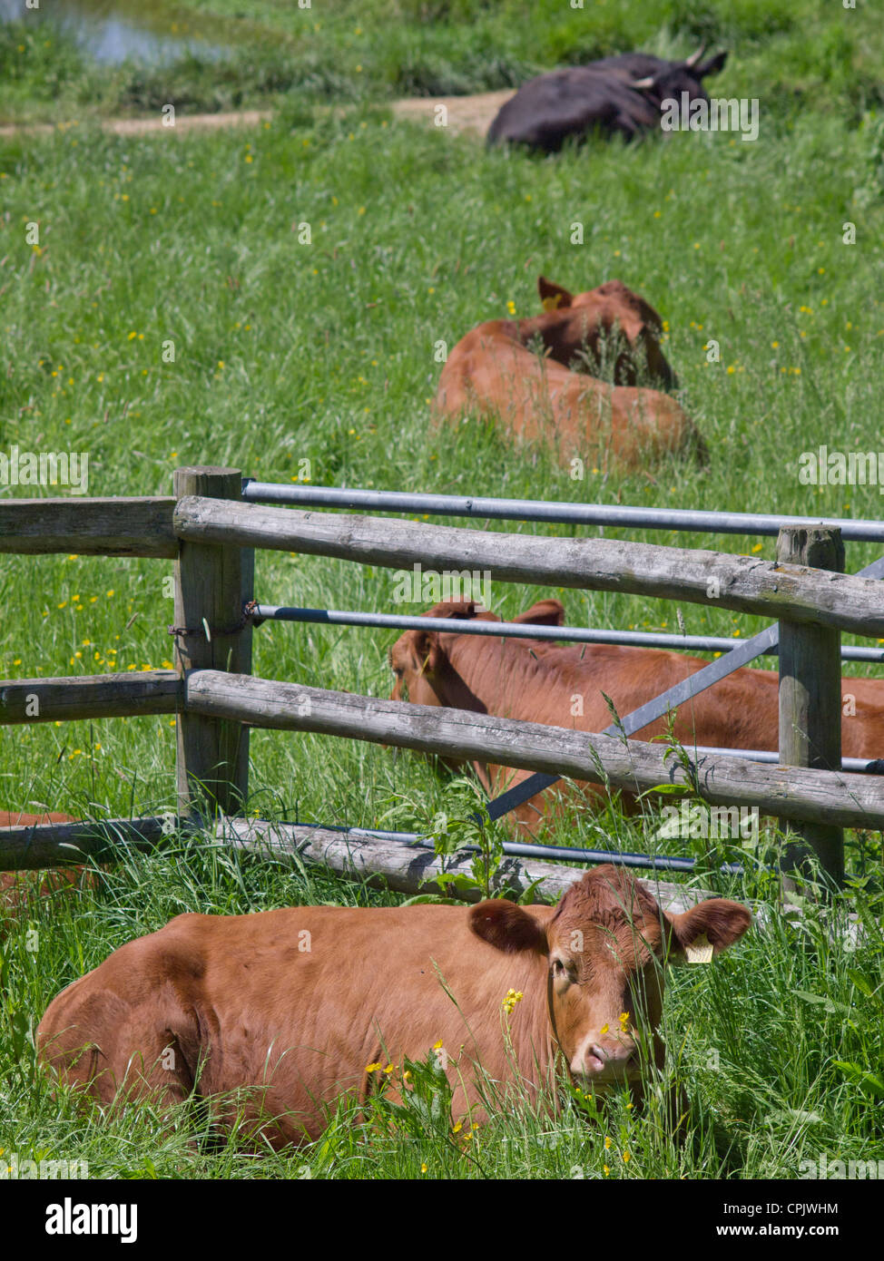 Kühe liegen in einem Feld mit einem Zaun. Stockfoto