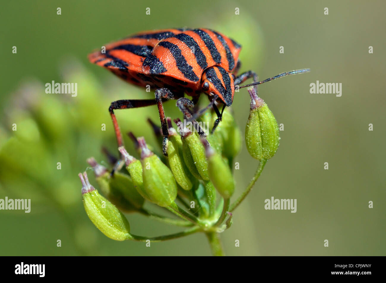 Makroaufnahme einer Graphosoma Lineatum Bug auf Anlage Stockfoto