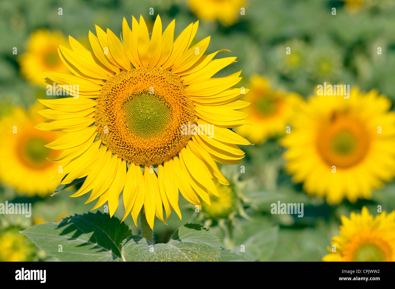 Closeup Sonnenblume (Helianthus Annuus) Stockfoto
