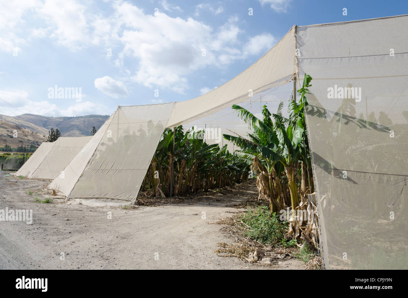Bananenplantage mit schützenden Netz. See Genezareth. Israel. Stockfoto