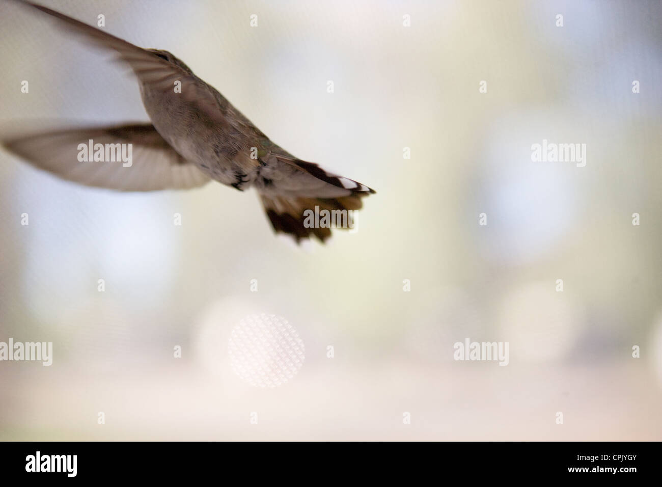 Kolibri im Flug. Stockfoto