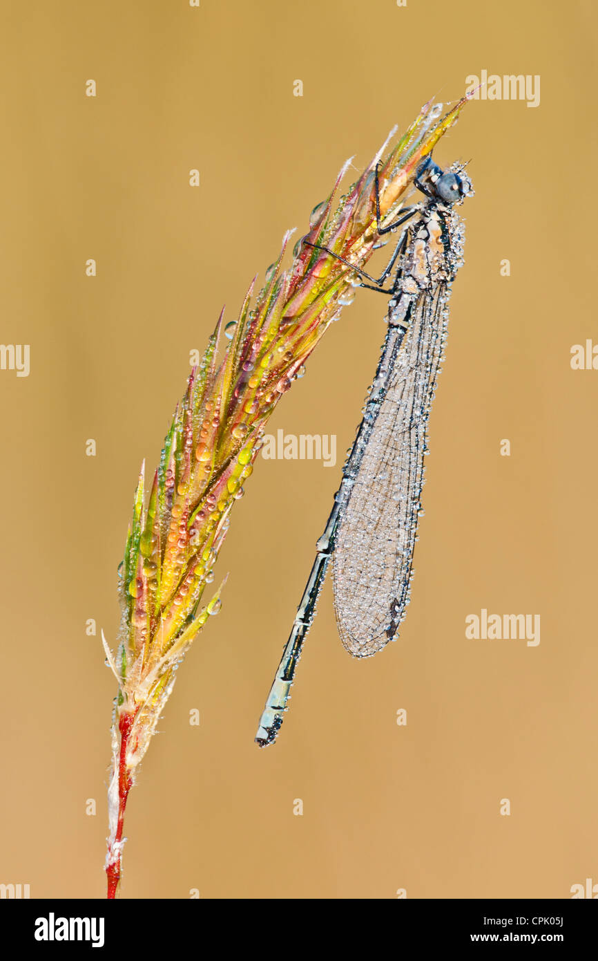 Blaue tailed Damselfly im Morgentau bedeckt Stockfoto