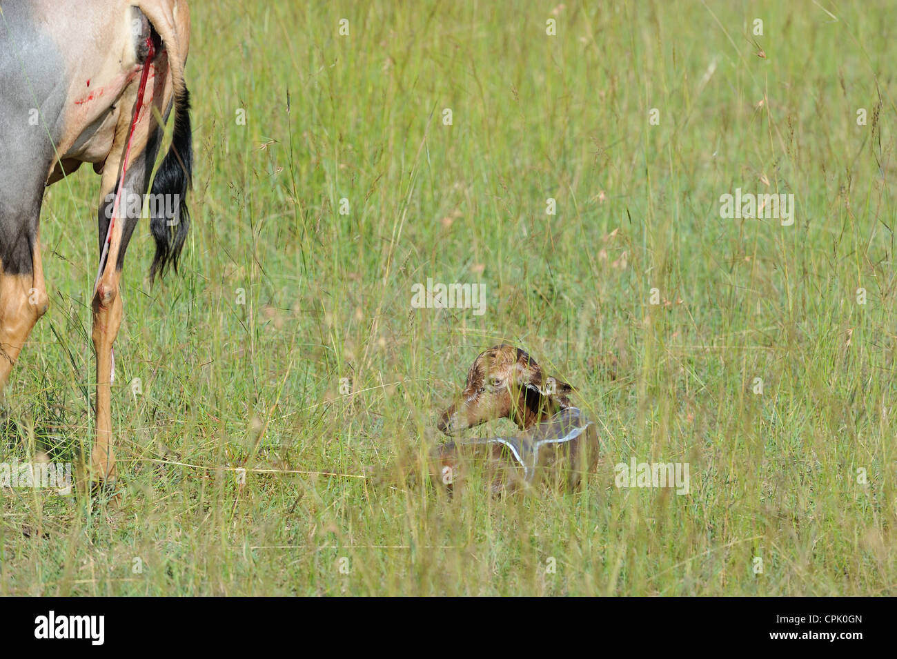 Topi (Damaliscus Lunatus Topi) weibliche & ihr neugeborenes Kalb Masai Mara Game reserve Kenia - Ostafrika Stockfoto