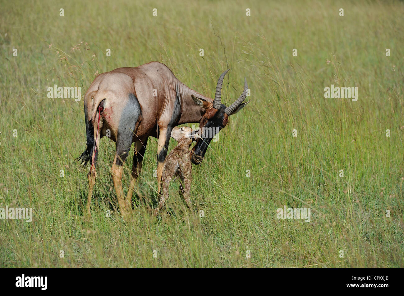 Topi (Damaliscus Lunatus Topi) neue geborene Kalb Stand in der Nähe seiner Mutter Masai Mara Game reserve Kenia - Ostafrika Stockfoto