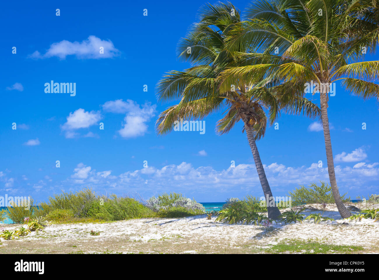 Anegada, Britische Jungferninseln, Karibik Palmen am Rande eines weißen Sandstrandes an Kuh Wreck Bay Stockfoto