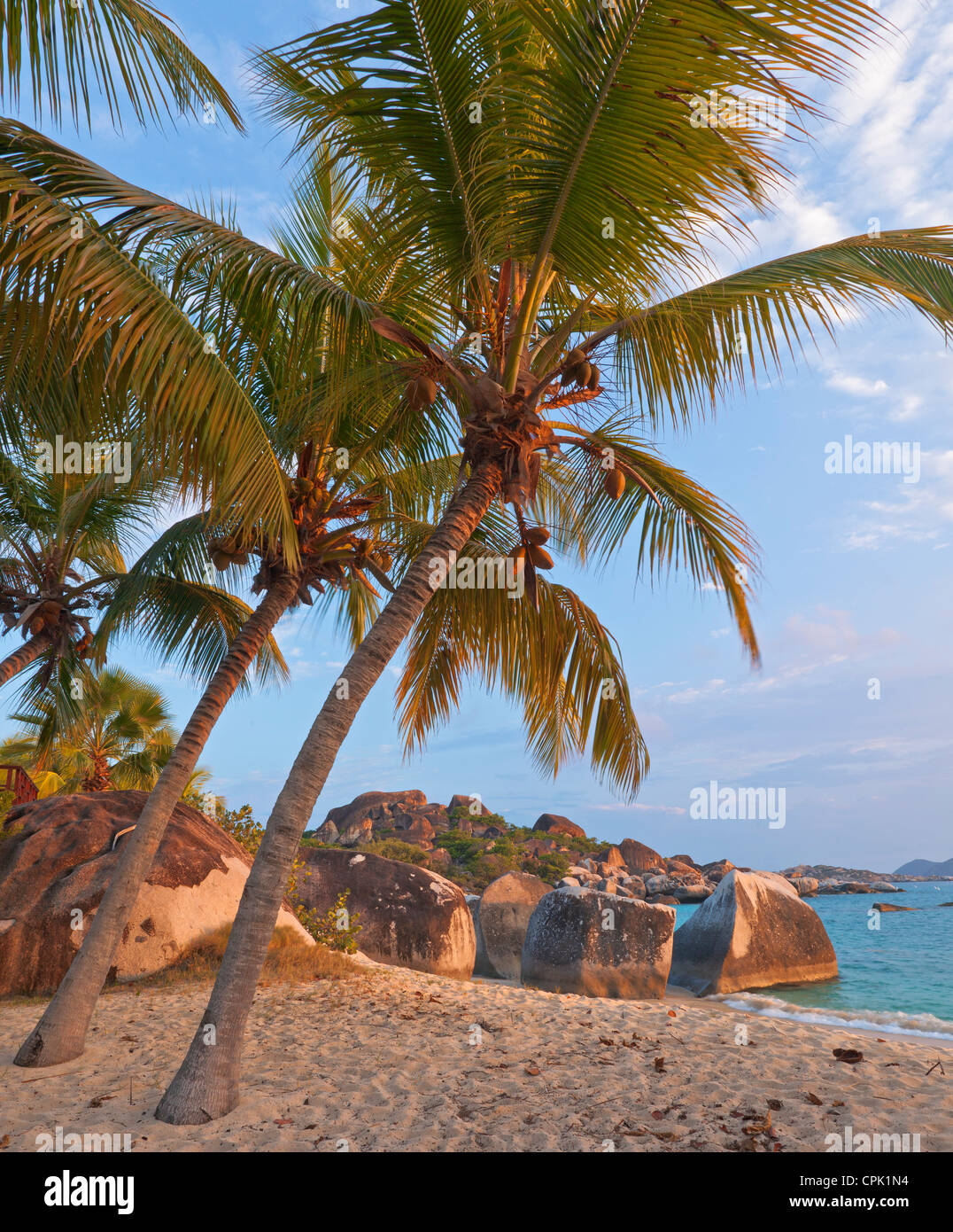 Virgin Gorda, Britische Jungferninseln, Karibik Palmen lehnen sich in Richtung Strand auf Spring Bay, Spring Bay National Park Stockfoto