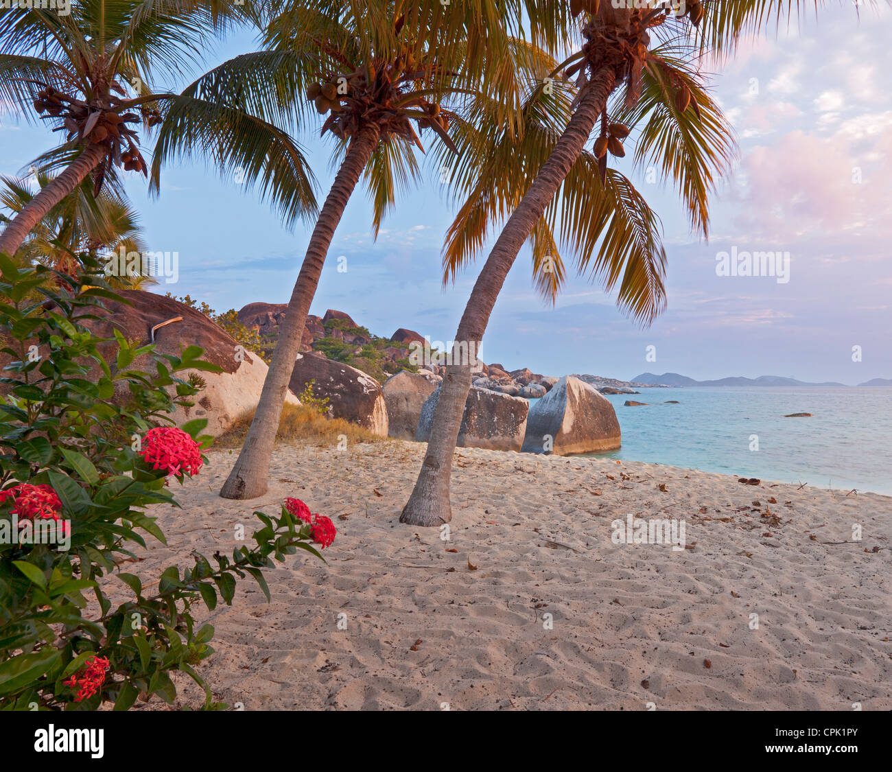 Virgin Gorda, Britische Jungferninseln, Karibik Palmen lehnen sich in Richtung Strand auf Spring Bay, Spring Bay National Park Stockfoto