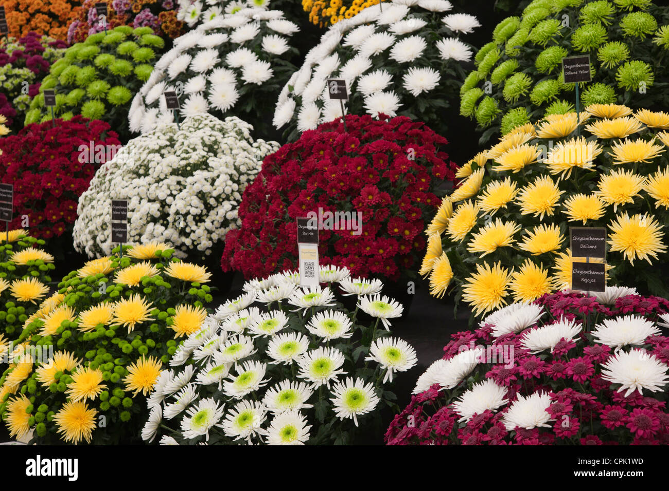 Chrysanthemen, viele Sorten, RHS Chelsea Flower Show auf dem Gelände des Royal Hospital Chelsea, London. Stockfoto