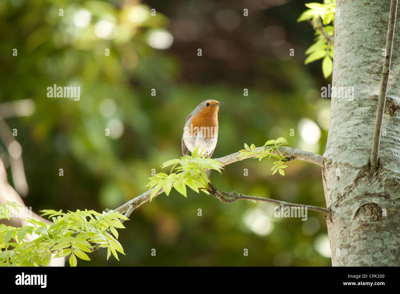 Neugierige Robin thront auf einem Baum, schönes Sonnenlicht Sommer Bild Stockfoto