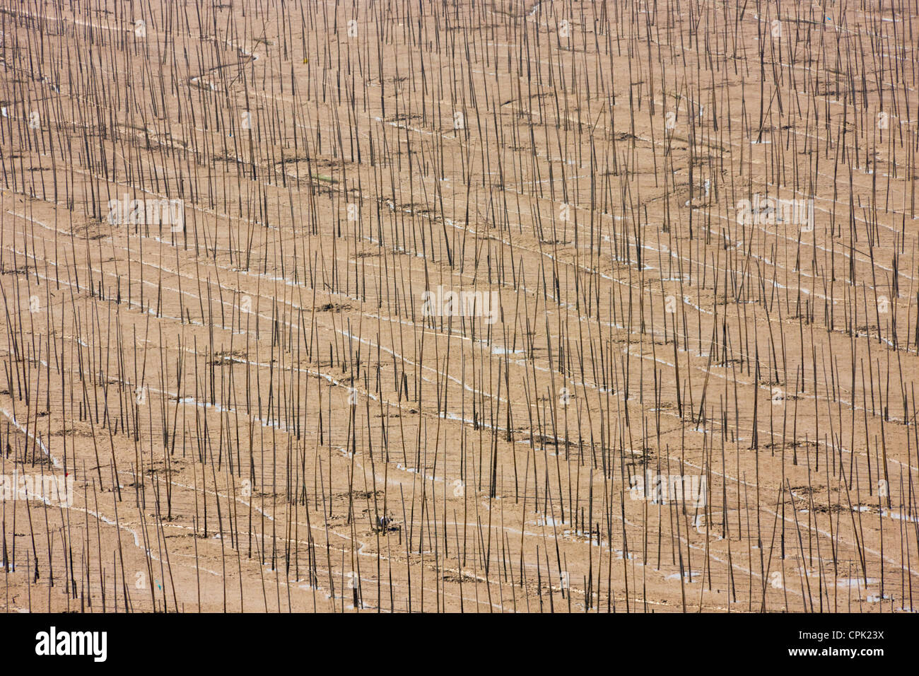 Bambusstöcke in der Algen-Farm auf dem schlammigen Strand, East China Sea, Xiapu, Fujian, China Stockfoto