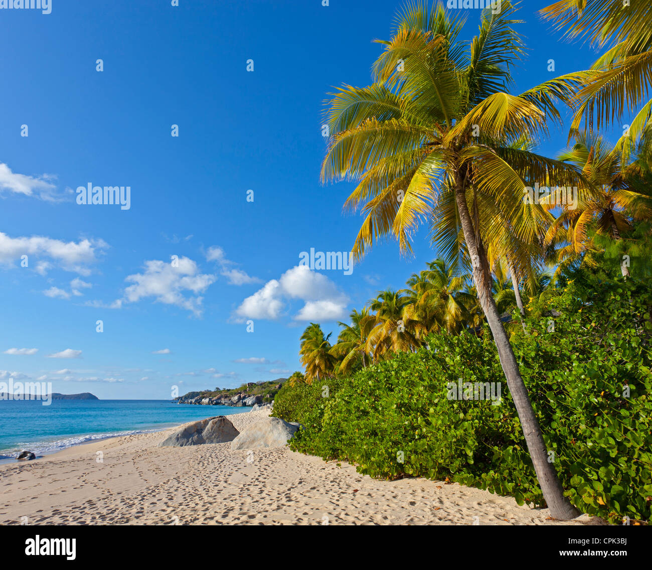Virgin Gorda, Britische Jungferninseln, Karibik-Palme beugte sich über den Strand von Tal Trunk Bay Stockfoto