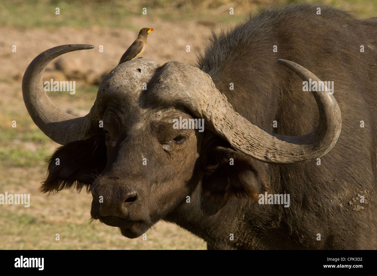 Kopfschuss der Kaffernbüffel mit Yellow-billed Oxpecker drauf Stockfoto