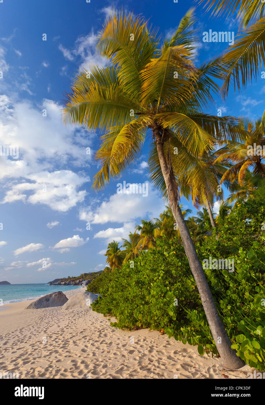 Virgin Gorda, Britische Jungferninseln, Karibik-Palme beugte sich über den Strand von Tal Trunk Bay Stockfoto