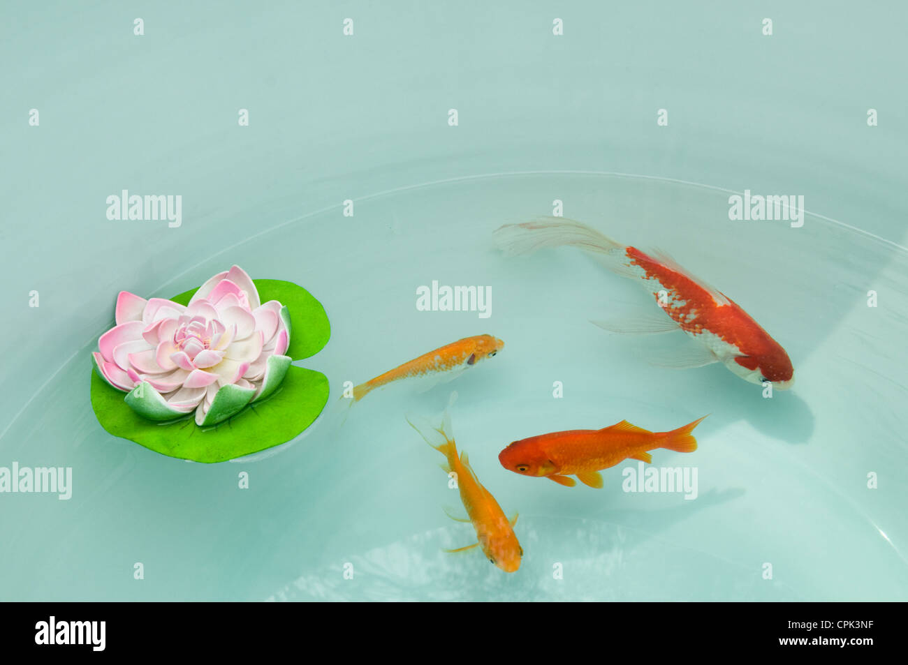 Karpfen in einem teich Fotos und Bildmaterial in hoher Auflösung Alamy