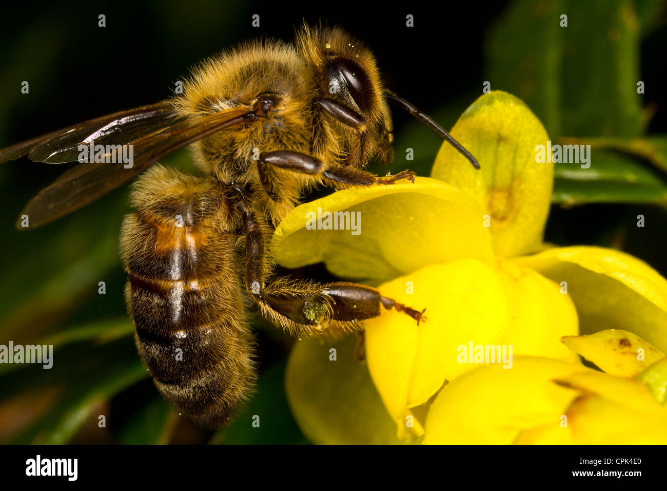 Eine Honigbiene Stockfoto
