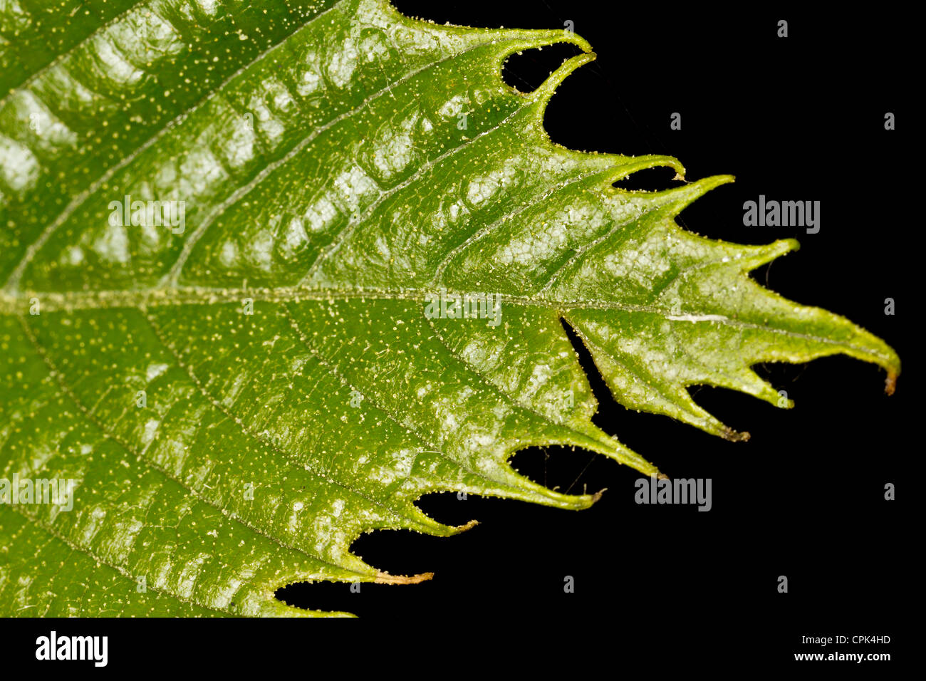 Gezacktes blatt Fotos und Bildmaterial in hoher Auflösung Alamy