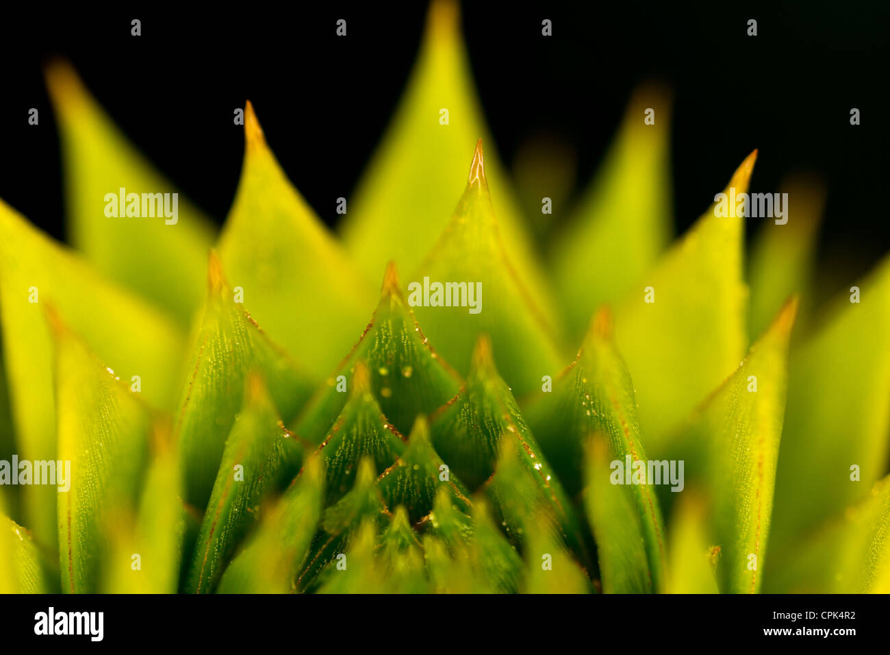 Spikey Pflanze Stockfoto Spikey Pflanze Stockfoto