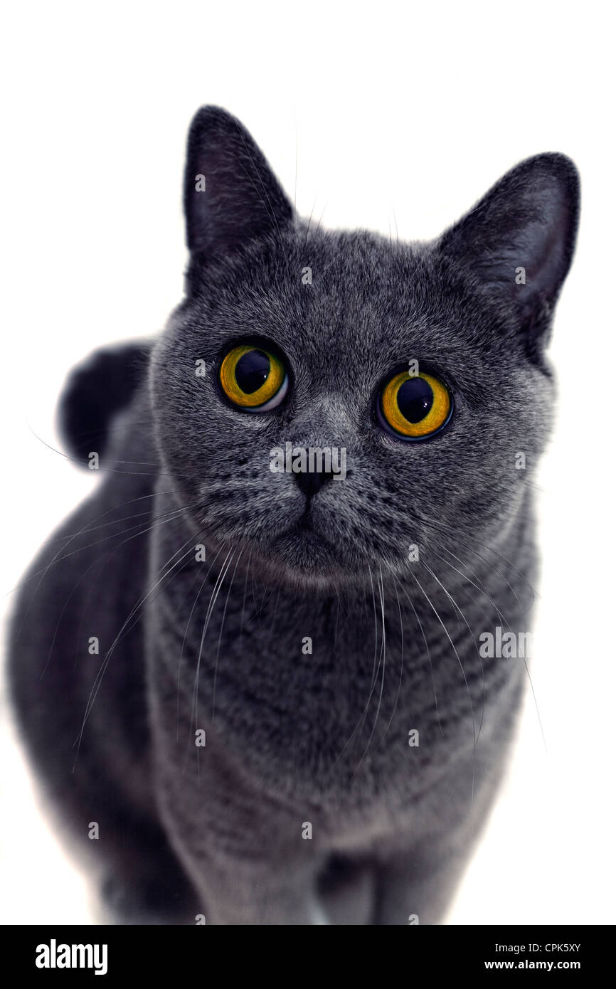 Porträt des jungen kurzhaarige britische graue Katze mit gelben Augen auf weißem Hintergrund Stockfoto
