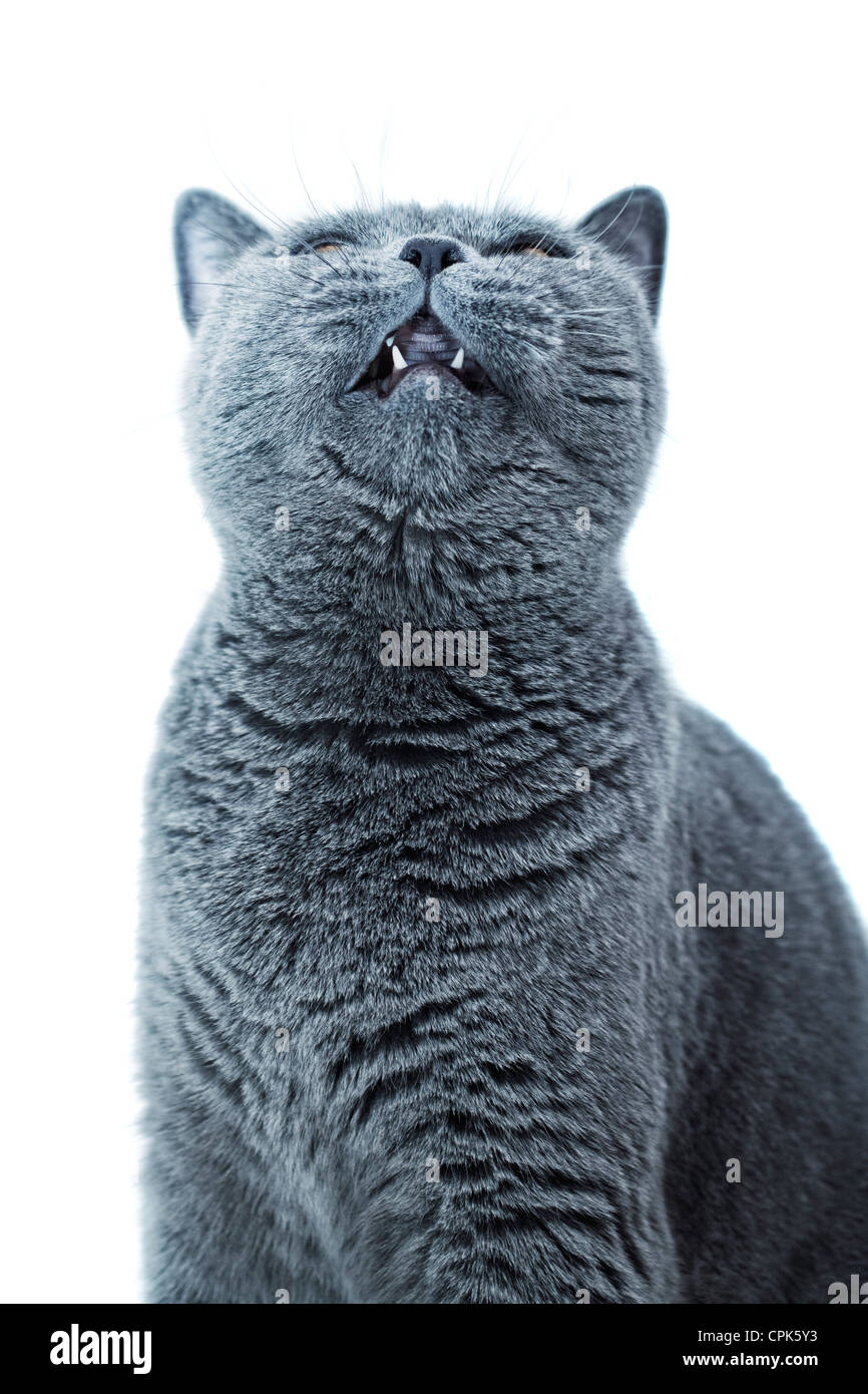 Porträt des jungen kurzhaarige britische graue Katze auf weißem Hintergrund Stockfoto