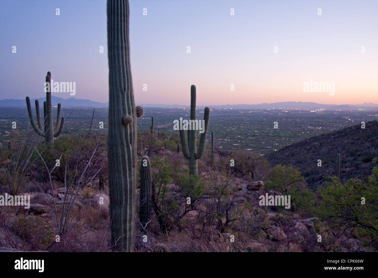 Saguaro-Kakteen mit Blick auf Tucson, Arizona Stockfoto