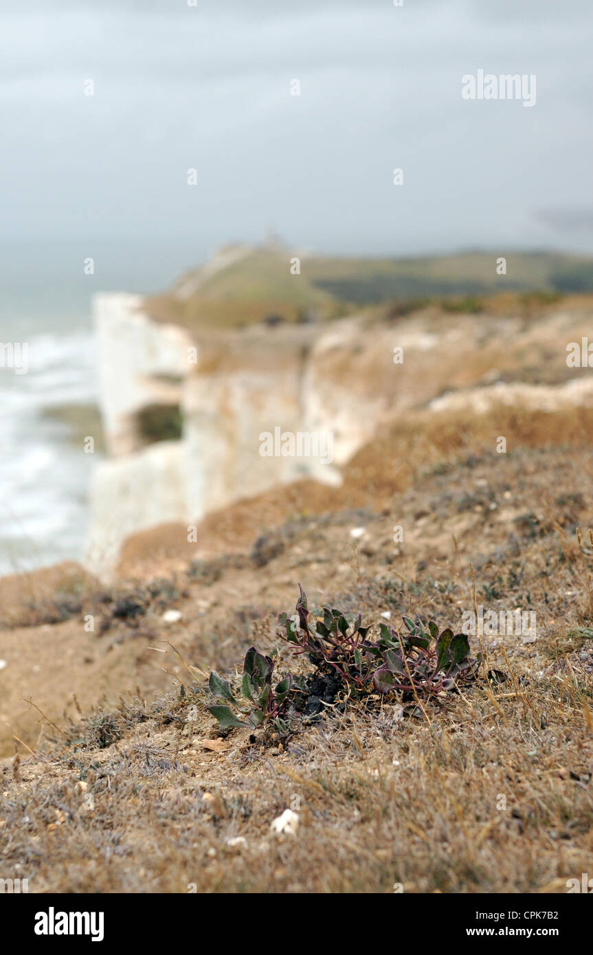 Detail des pflanzlichen Lebens entlang der Klippe am Beachy Head in East Sussex, England Stockfoto