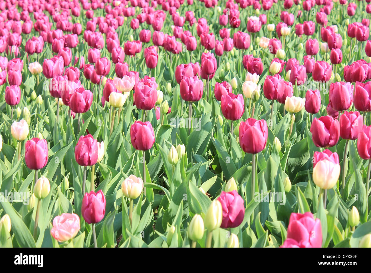 Tulpen Stockfoto