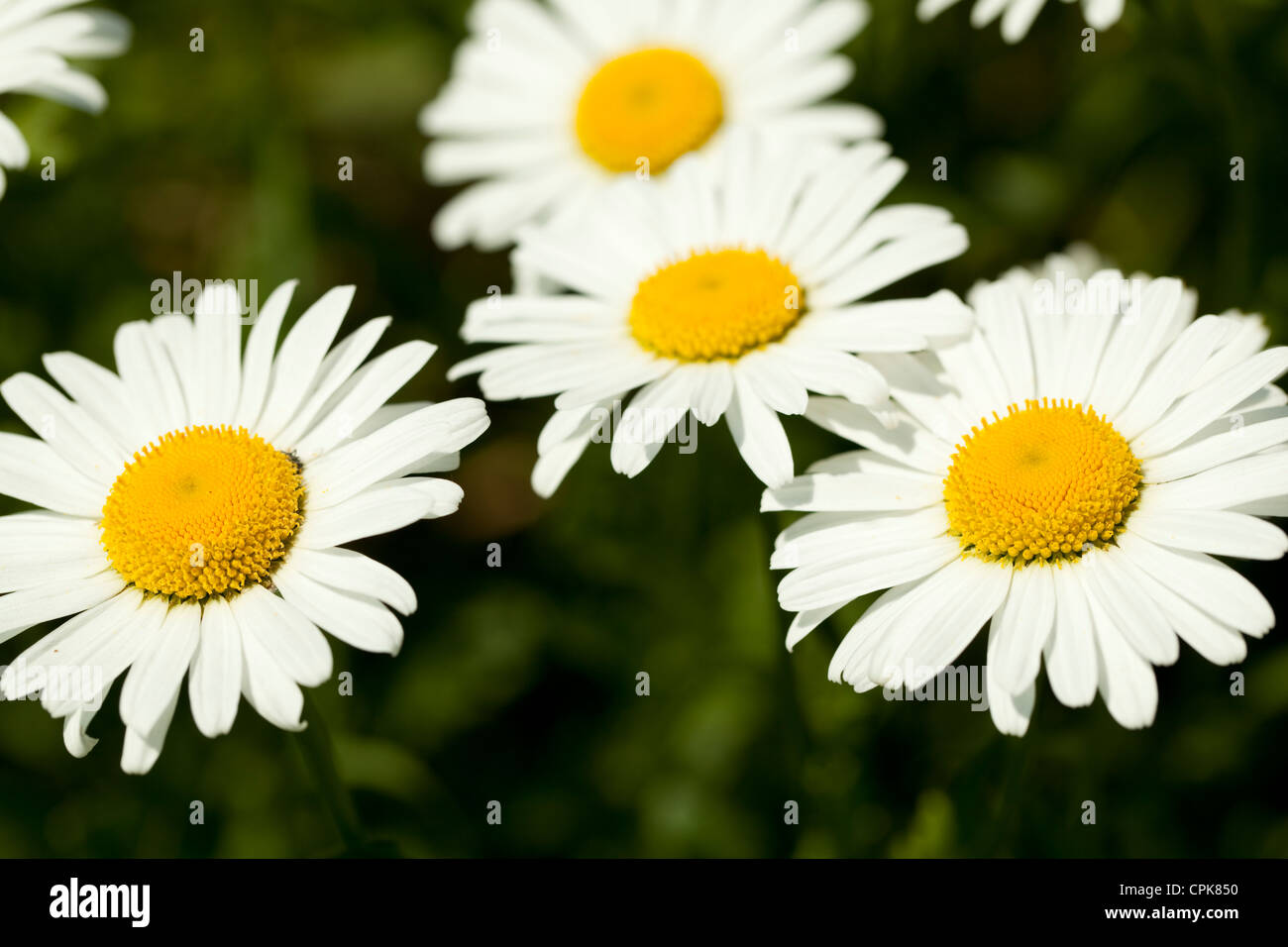 weiße große Margerite (Leucanthemum Vulgare) als Hintergrund