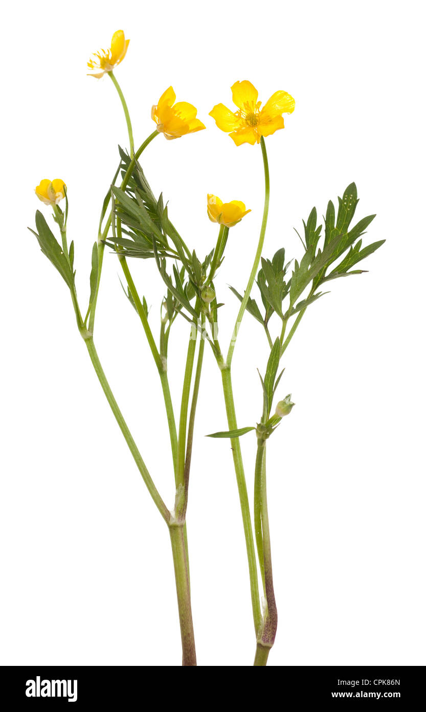 gelber Hahnenfuß (Ranunculus Arvensis) auf weißem Hintergrund Stockfoto