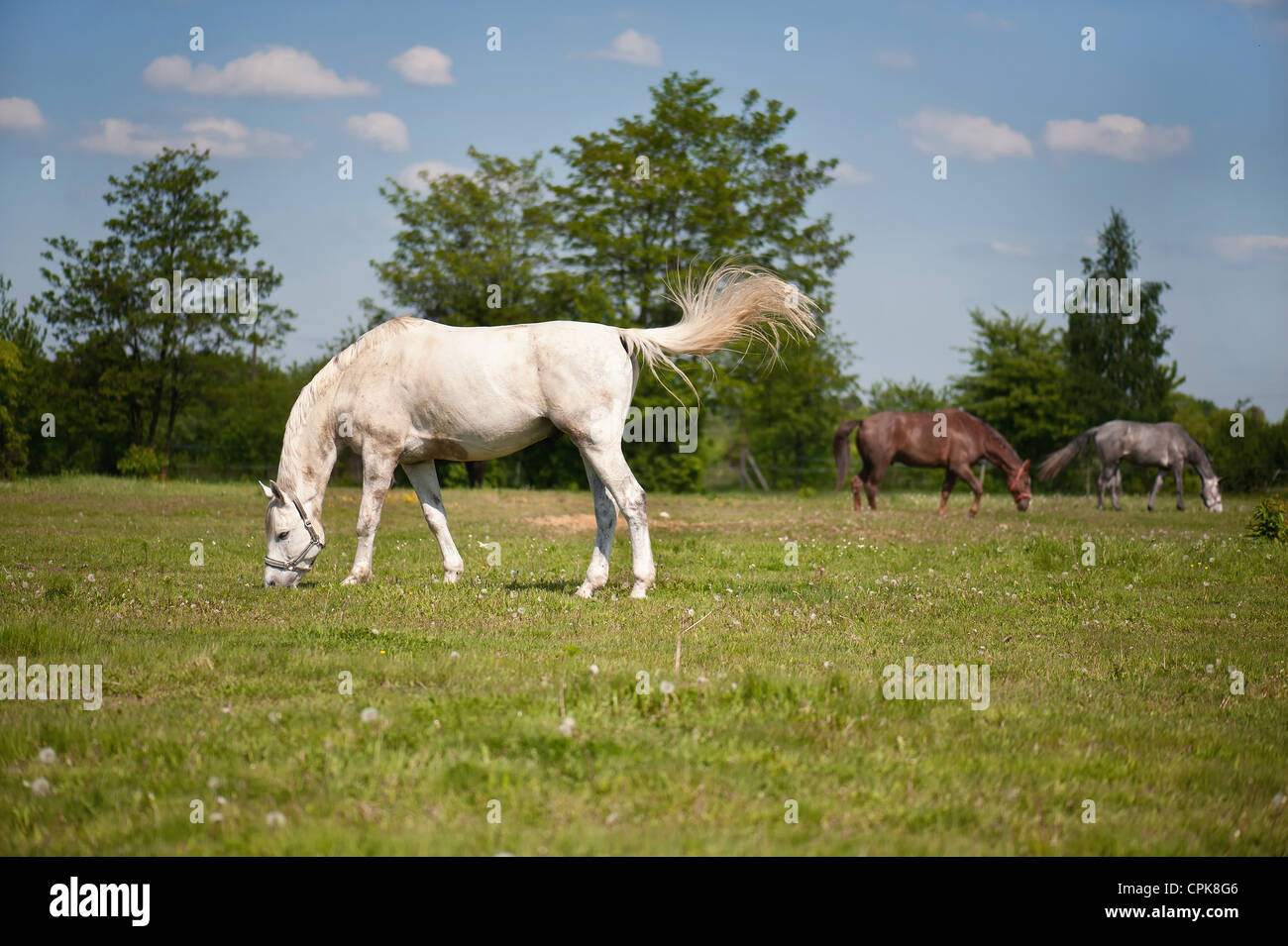 Drei Pferde grasen auf dem Gebiet Stockfoto