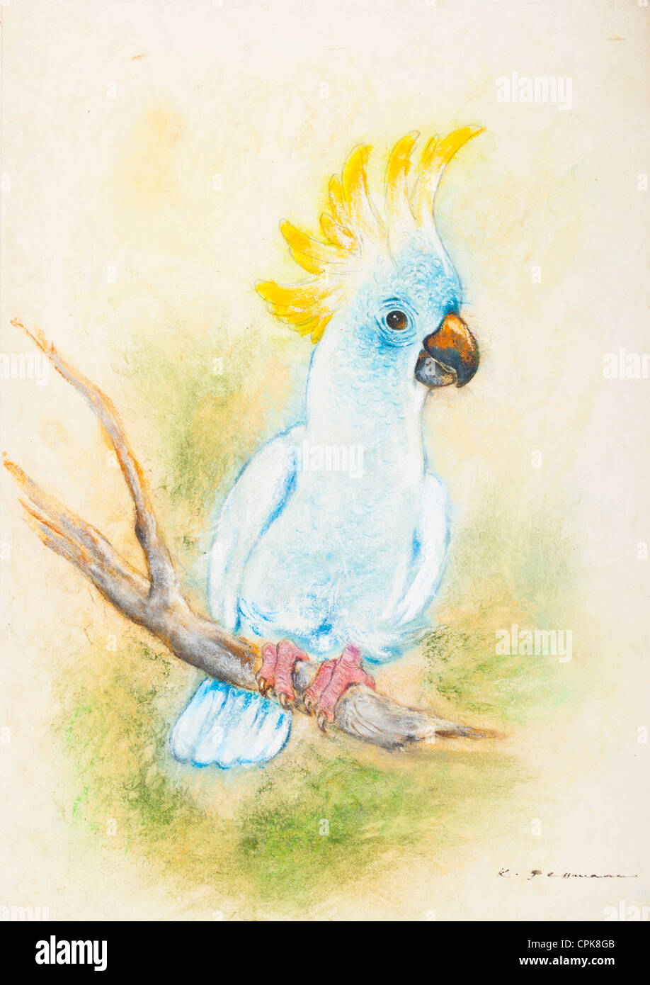 Kakadu - Pastellkreide auf Papier von Kurt Tessmann Stockfoto