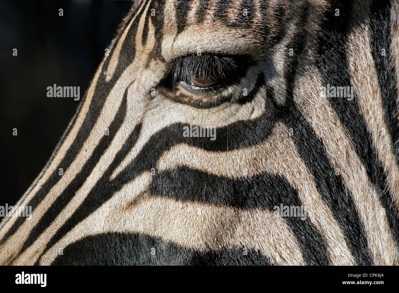 Nahaufnahme des Auges eine Ebene (Burchell) Zebra (Equus Quagga), Südafrika Stockfoto