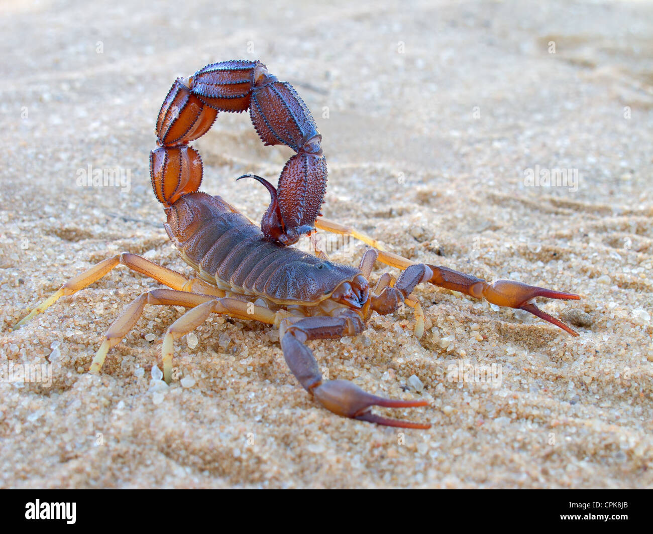 Aggressive Skorpion (Parabuthus spp.), Kgalagadi Transfrontier Park, Südafrika Stockfoto