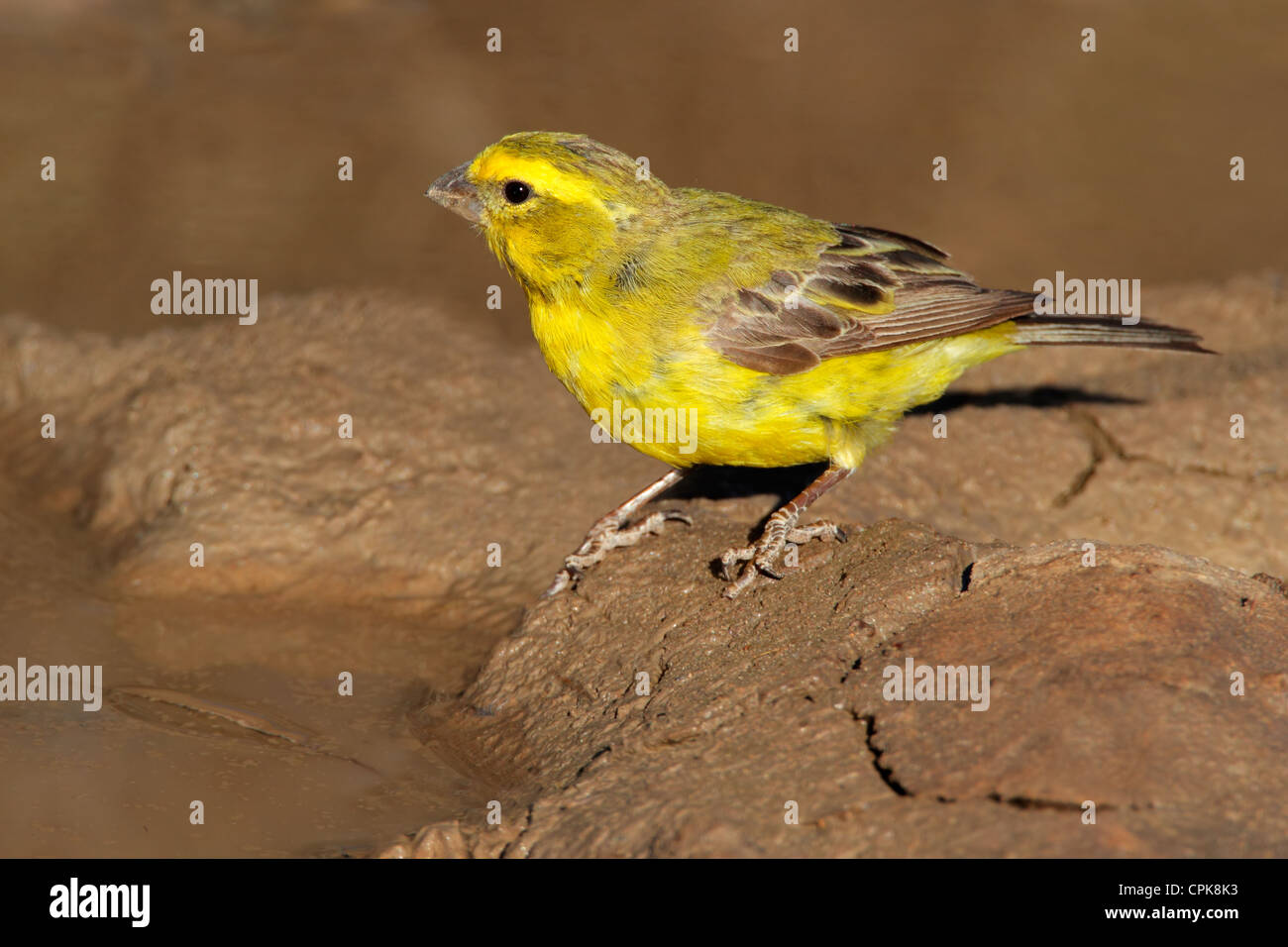 Gelbe Kanarische (Serinus Mozambicus), Kgalagadi Transfrontier Park, Südafrika Stockfoto